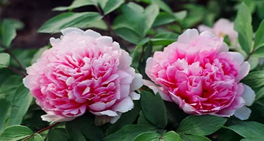 柏乡县“汉风牡丹,印象柏乡”文创产品征集