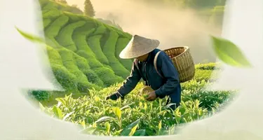 景德镇茶叶包装与文创设计比赛策划案